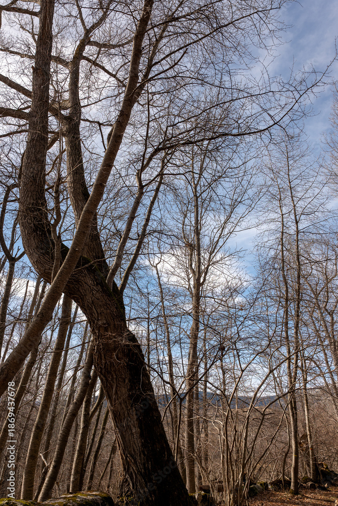 Fototapeta premium landscape in the mountains
