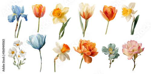 Watercolor set of spring flowers. Daffodil, tulip and peony flowers. Realistic watercolor botany. Floral elements for designs, invitations, spring cards. Vector illustration.