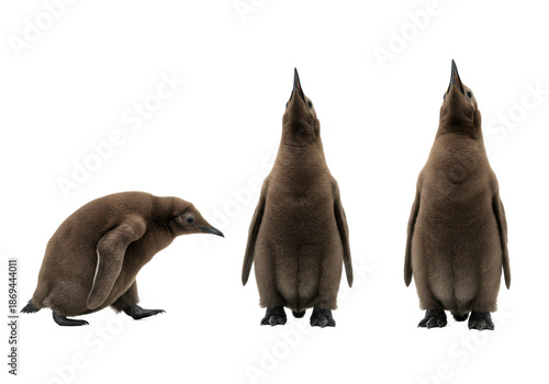 Three 6-8 month old king penguin chicks, fluffy soft brown downy plumage. One moves, one vocalizes, one composed. transparent seamless studio background. Photographic study of young penguin behavior