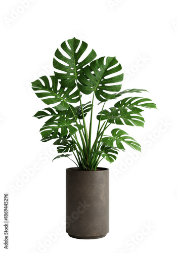 Lush Monstera deliciosa plant in a tall, dark brown ceramic planter, glossy emerald green leaves with distinctive fenestrations, against a transparent studio background with copy space, clean interior