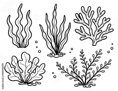 Hand drawn line art seaweed set featuring various types of underwater plants for marine life designs