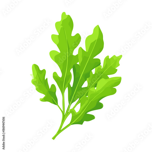 2D minimalist flat vector of a Arugula Rocket, contemporary clean design isolated on white.