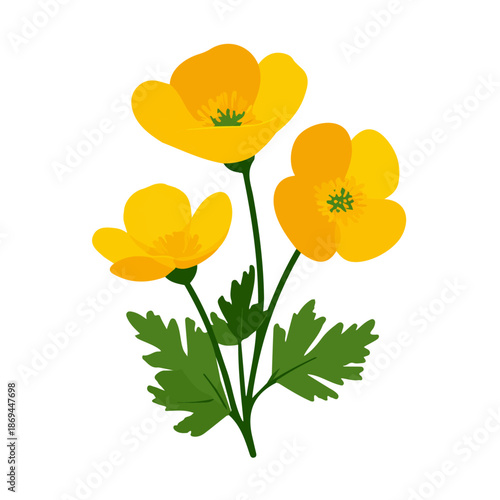 A simple and modern flat 2D vector of a Buttercup, isolated on a pure white background.