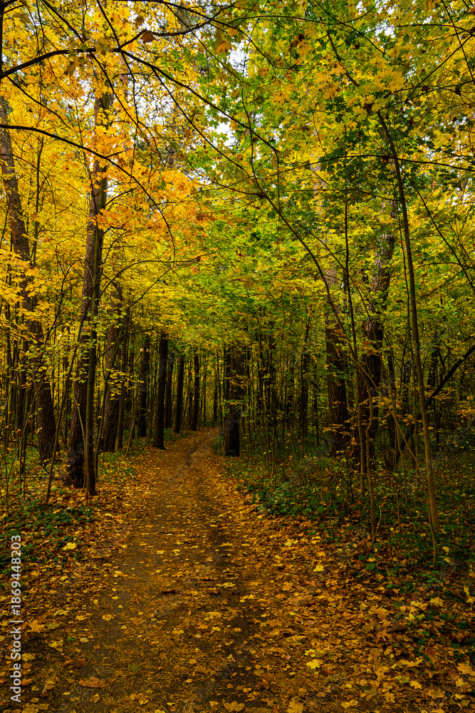 Fototapeta premium Forest path in autumn park covered with falling leaves. Beautiful woodland landscape during fall season for nature background.