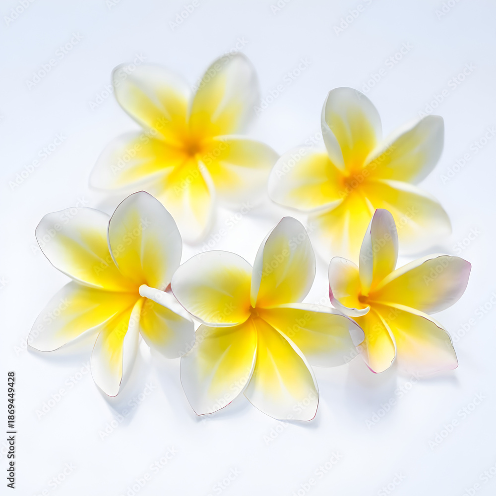 Fototapeta premium Tropical Plumeria Blossoms on White Background