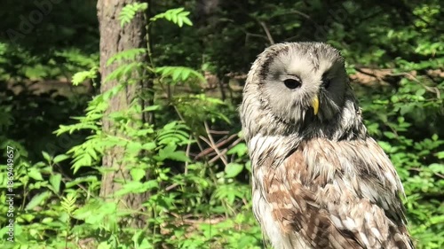 Ural owl perching in a forest, turning its head to observe surroundings, showcasing bird behavior in wild nature