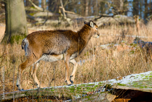 Female mouflon walking along a snow-covered log