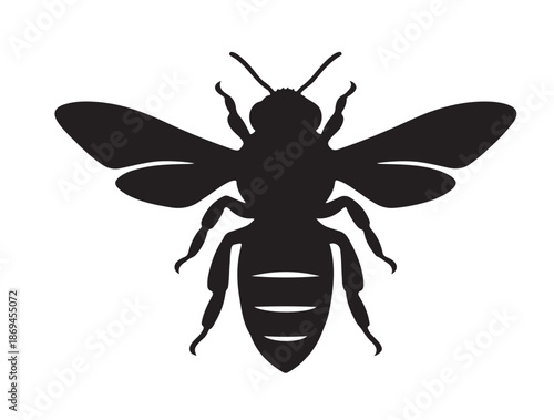 Africanized Honey Bee in silhouette white background.