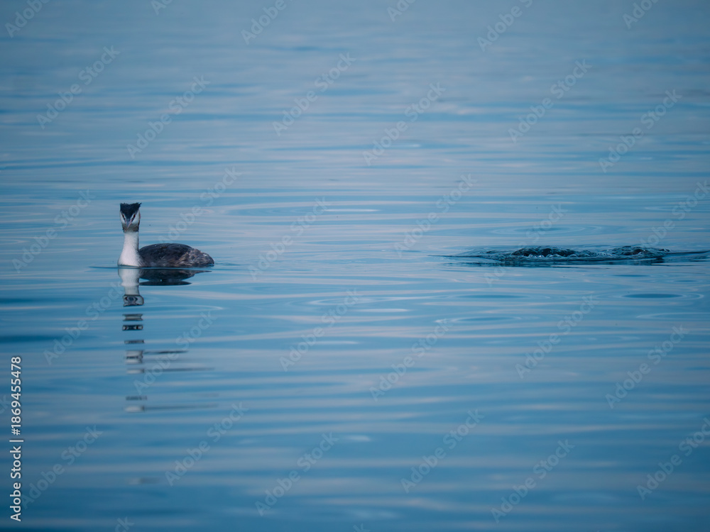Fototapeta premium duck in the water