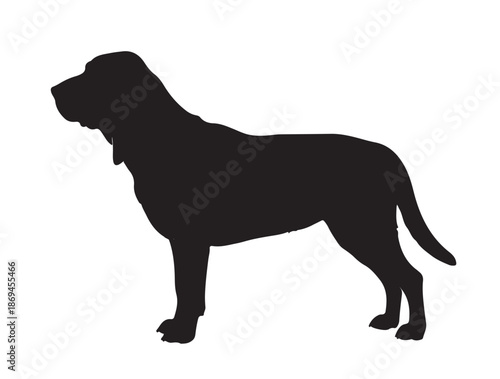 Bloodhound dogs in silhouette white background