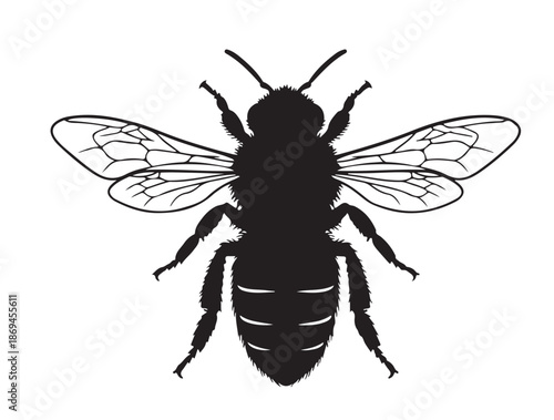 Carniolan Honey Bee in silhouette white background.