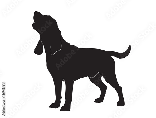 Bloodhound dogs opend its mouth in silhouette white background.