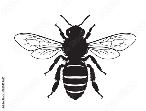  Carniolan Honey Bee in silhouette white background.