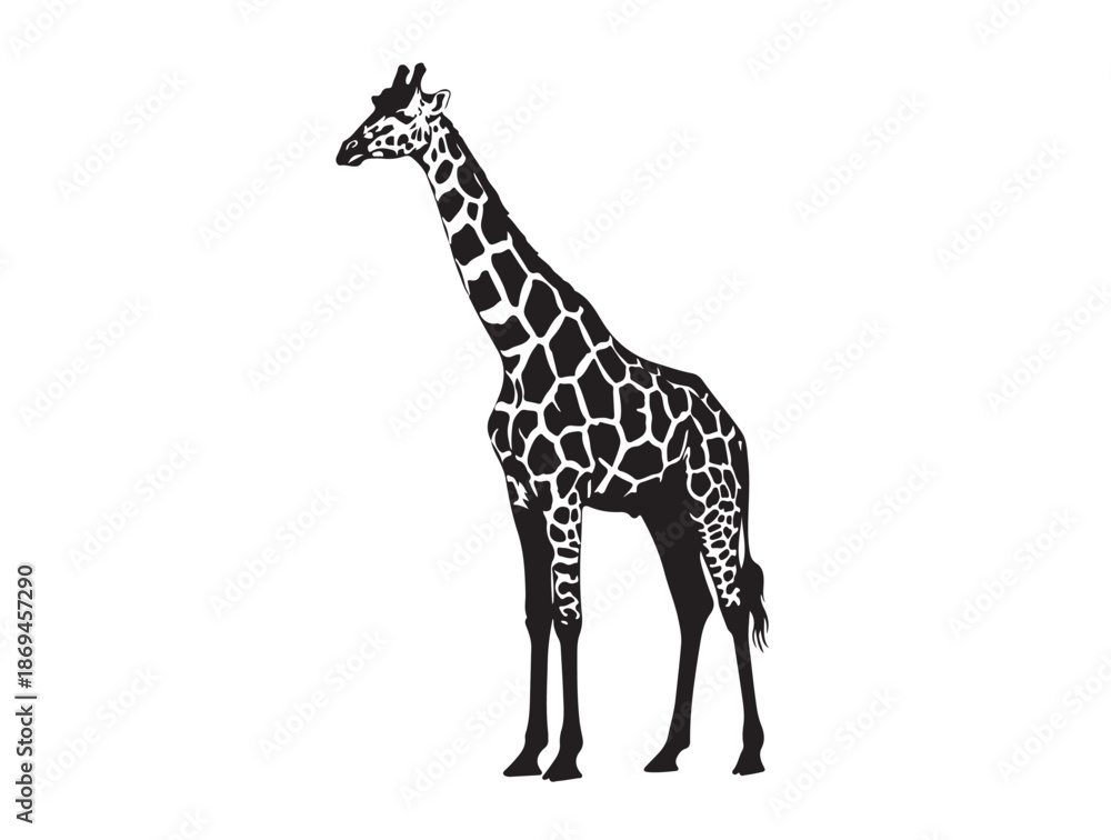 Obraz premium Masai Giraffe in silhouette white background.