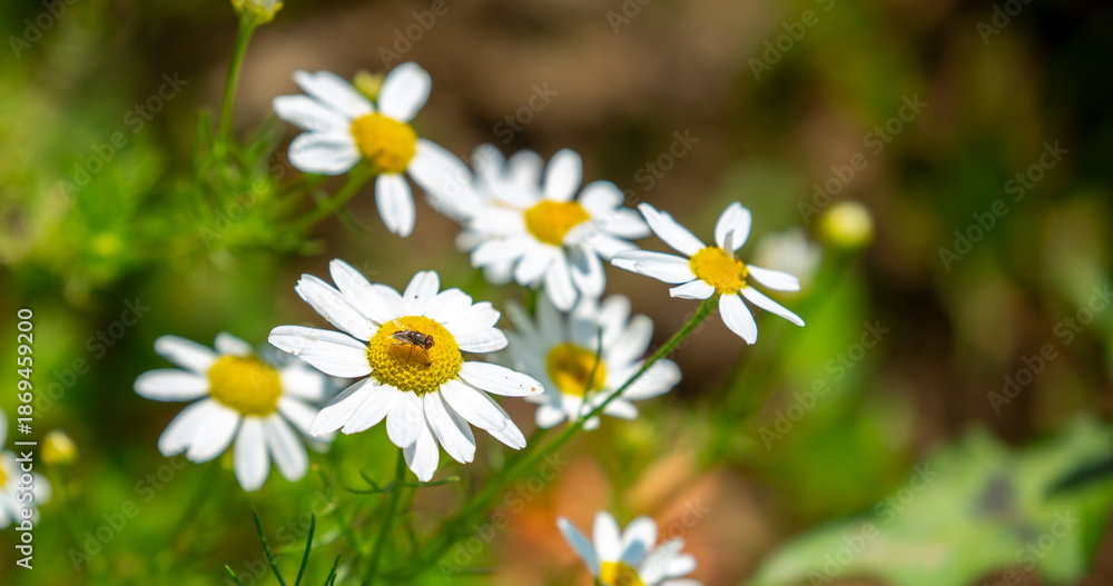 Fototapeta premium Pharmaceutical chamomile flowers growing in nature. Medicinal plant
