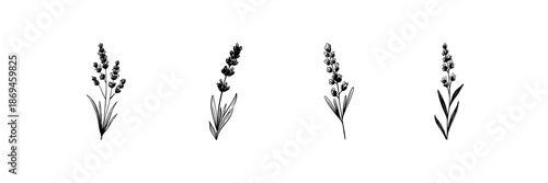 Lavender Flower Doodle Sketch Set. Aromatherapy, Relaxation, And Herbal Medicine In Hand Drawn Style Collection. Botanical Illustration. Isolated Vector Illustration