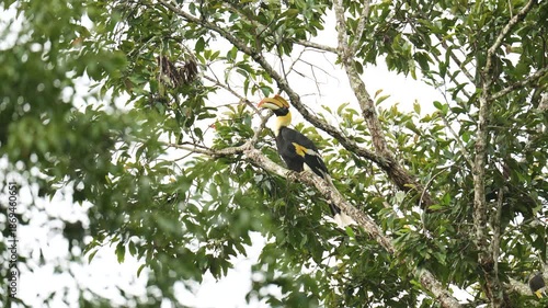 A Great Hornbill is eating ripe fig fruits in the forest.