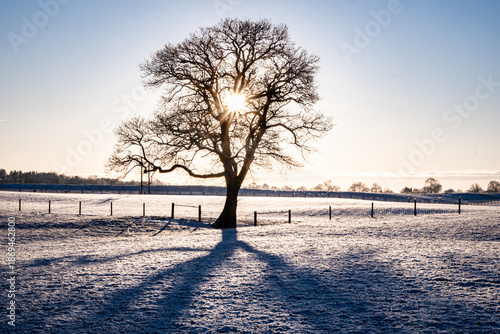 Fotografie Late afternoon sun shining through the branches of a tree in a snowy field