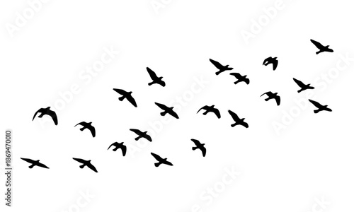 A Flock of Silhouette Birds Flying in Formation Across a White Background, Representing Freedom and Migration