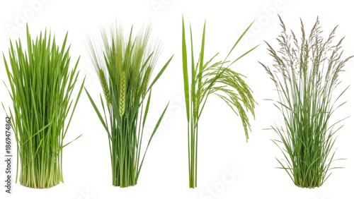 Collection of Green Grasses and Grains isolated on transparent background