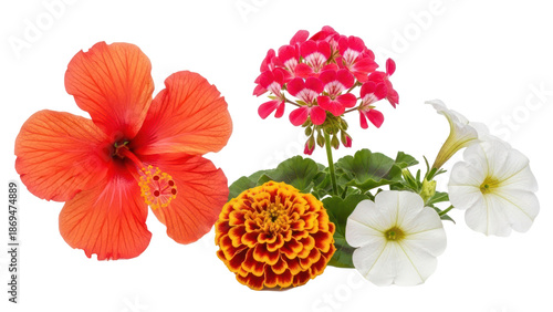 Collection of vibrant flowers isolated on transparent background