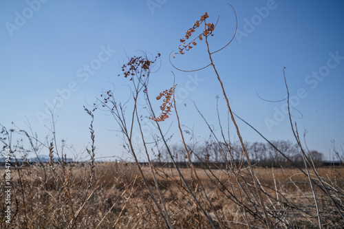 Wallpaper Mural 영종도 갈대숲  Torontodigital.ca