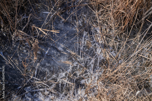 Wallpaper Mural 얼어붙은 갈대 숲 바닥 Torontodigital.ca