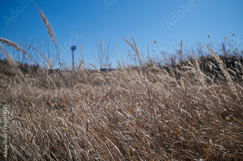 Wallpaper Mural 영종도  Torontodigital.ca