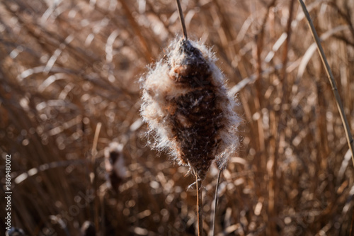 Wallpaper Mural 영종도 부들  Torontodigital.ca