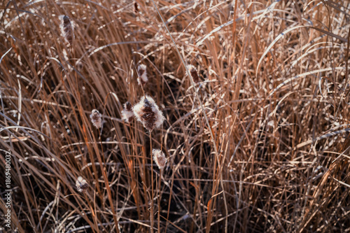 Wallpaper Mural 영종도 부들  Torontodigital.ca