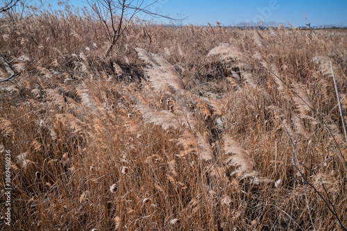 Wallpaper Mural 영종도  Torontodigital.ca