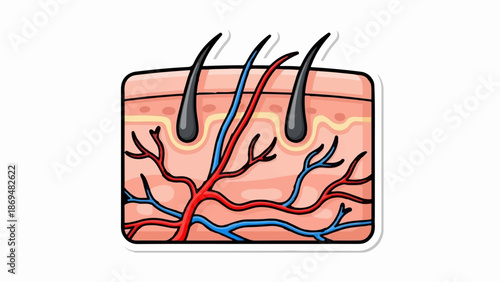 Stylized cross-section of skin layers with hair follicles and blood vessels