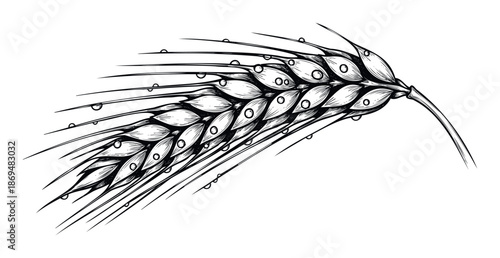 Detailed botanical drawing of a fresh cereal grain stalk adorned with dew drops, perfect for agricultural industry branding, food packaging, or natural ingredient promotion.