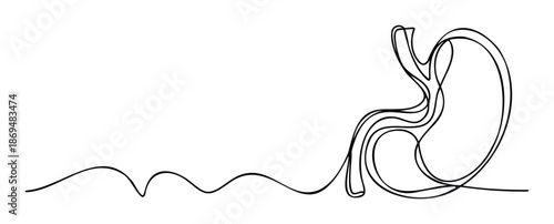 Abstract continuous line drawing of a human stomach, representing digestion and health, ideal for medical presentations, wellness blogs, or anatomical studies