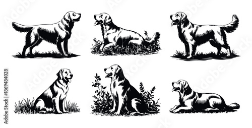 Collection of Golden Retriever dogs in various standing, sitting, and lying poses, depicted in a monochrome graphic style, suitable for pet care branding or veterinary clinic materials