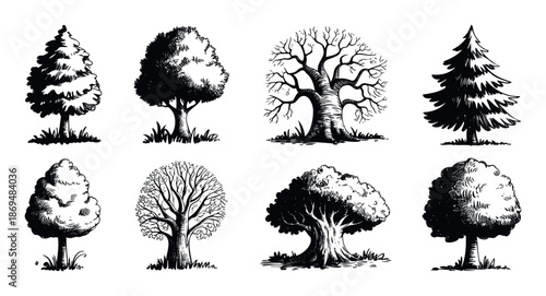 Diverse assortment of hand sketched woodland trees with detailed trunks and foliage for nature themed illustrations and outdoor decor.