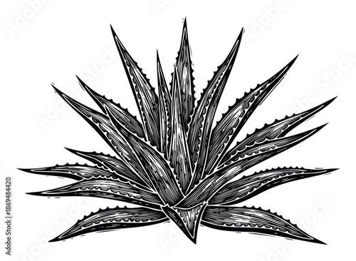 Stylized agave plant with sharp spiky foliage rendered in a strong black and white graphic technique, ideal for food industry branding, tequila labels, or traditional botanical prints and