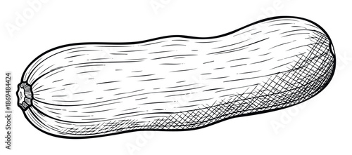 Hand drawn ink sketch of a fresh whole organic winter squash vegetable for healthy food illustrations culinary advertising farm market signage and recipe book designs