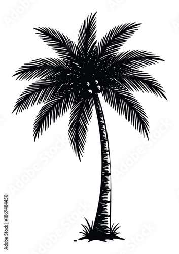 Classic black silhouette of a tropical palm tree featuring coconuts, ideal for summer vacation themed designs, island getaway promotions, and exotic destination branding materials.
