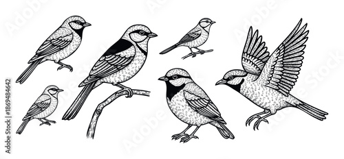 Collection of charming small birds in various dynamic poses including perching, standing, and flying, created in a distinct woodcut etching style for natural history designs.