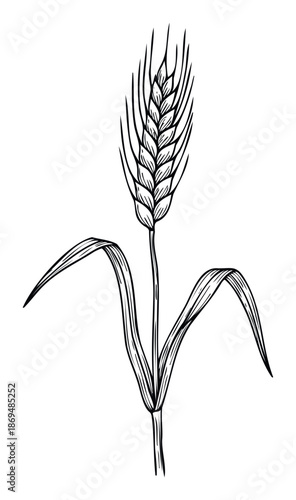 Stylized line drawing of a single wheat stalk with a detailed ear and prominent leaves, ideal for organic food packaging, agricultural themes, rustic kitchen decor, or natural farming