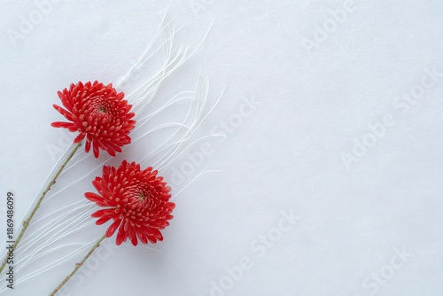 Two Red Chrysanthemums with Delicate White Grass on White Background