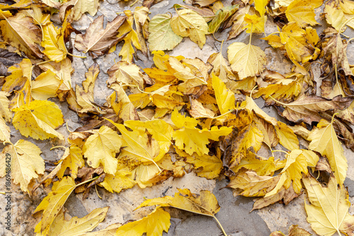 The fallen leaves in autumn park at sunny weather