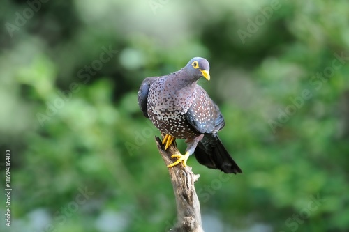 OLIVE PIGEON , aka Rameron Pigeon (Arquatrix columba )