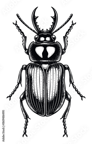 Detailed engraving style stag beetle graphic suitable for natural history educational materials or as a unique print for apparel and merchandise