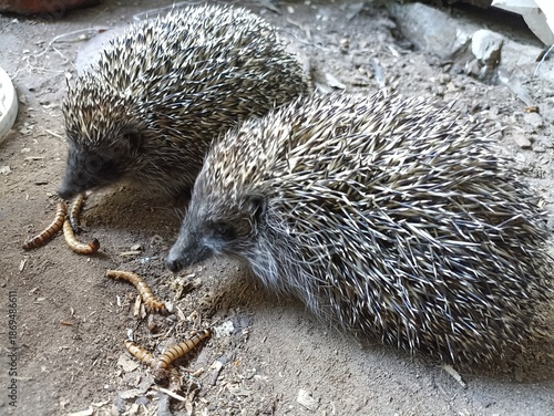 Two wild hedgehogs eating worms. Wildlife