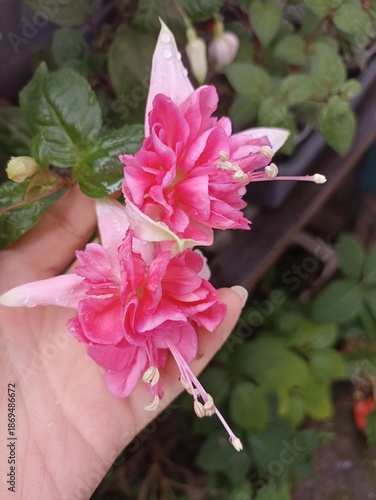 Two beautiful fuchsia flowers of pink and white color. Close-up. On the background of a hand.
