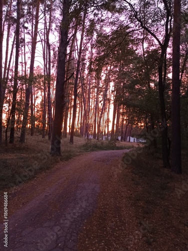 Forest sunset landscape. Summer beauty. Trees on sunset background