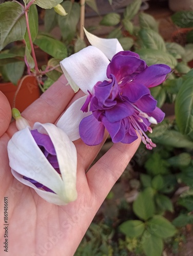 
Two beautiful fuchsia flowers of purple and white color. Close-up. On the background of a hand.