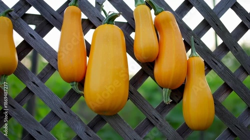 Freshly Harvested Yellow Summer Squash Displayed on a Rustic Wooden Fence Backdrop